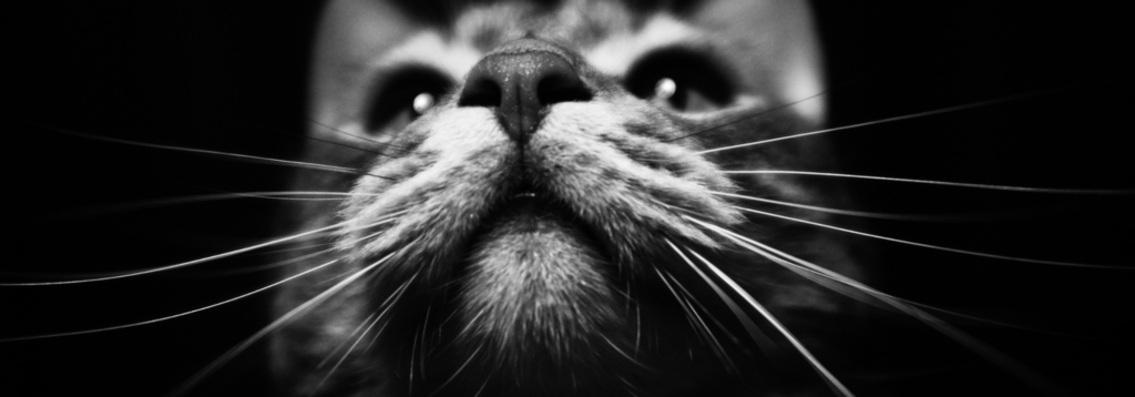 Pet Loss: Cat looking up in the dark