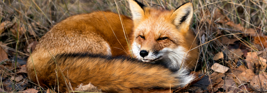 RSPCA: Rural fox sleeping