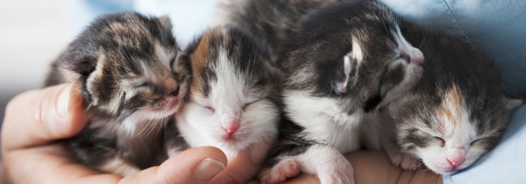 Female Family Planning: Litter of kittens