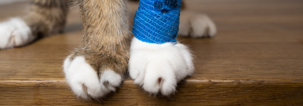 Pre & Post-Operative Pet Care: Cat with bandaged paw