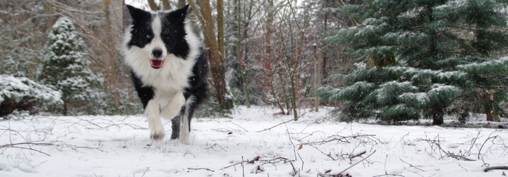 Christmas dangers: Collie playing in snow