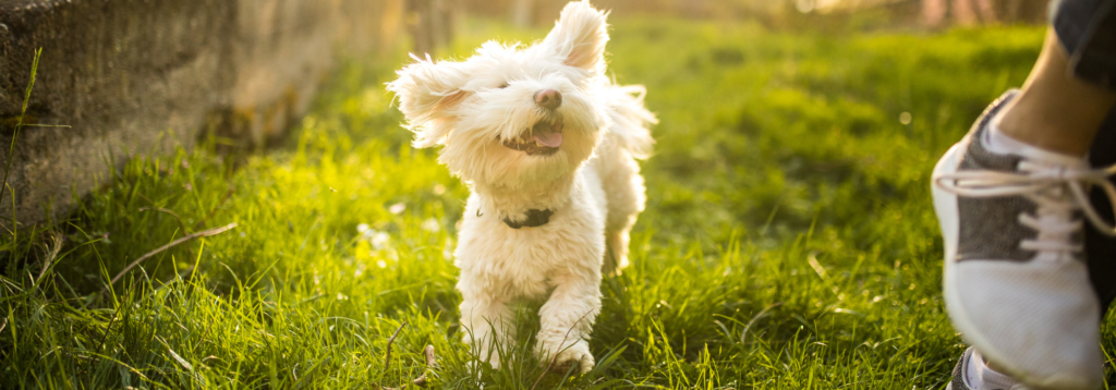 Preventative care: happy dog running by human