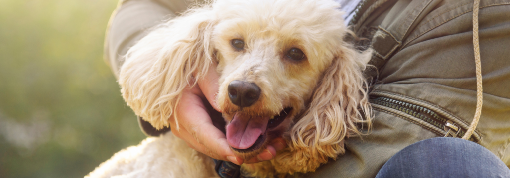 Pet ownership: Dog sat with owner