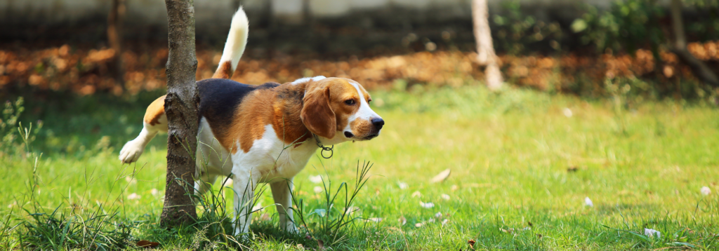 Increased thirst: Dog urinating against tree