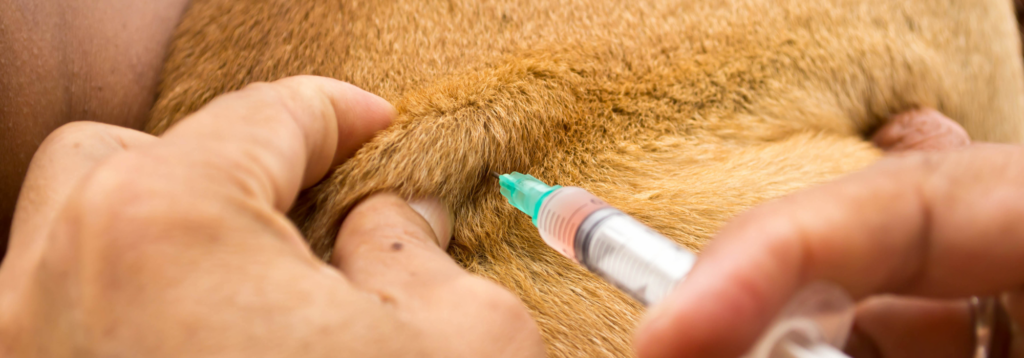 Vaccine amnesty: Dog having a vaccination