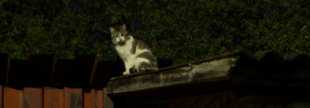 Road traffic accident: Cat outside at night