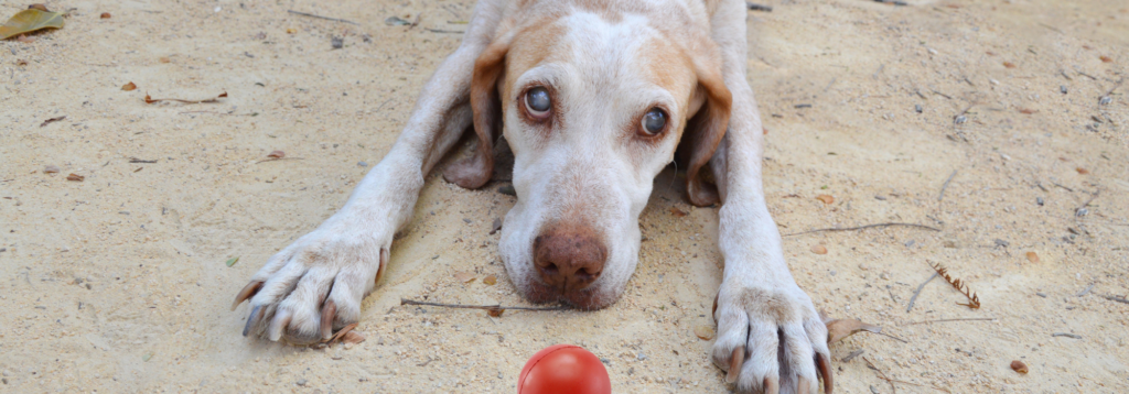Eye tests: Blind dog