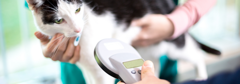 Microchipping: Cat being scanned for microchipped