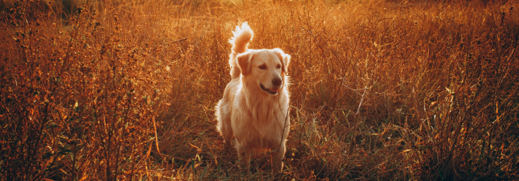Dog enjoying sunset on summers evening