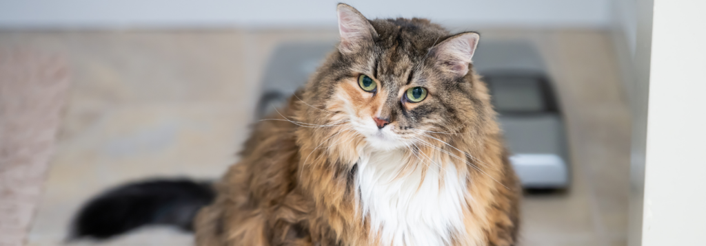 Overweight cat