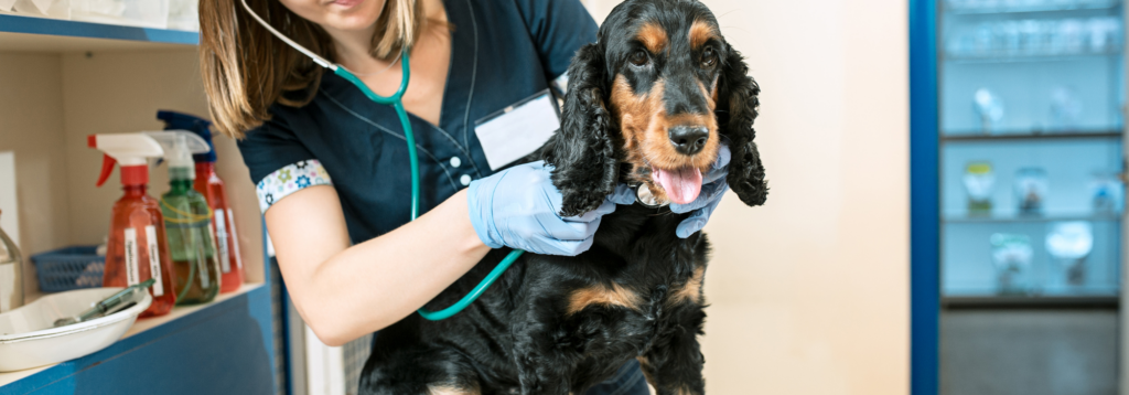Vet listening to dogs heart through stethoscope
