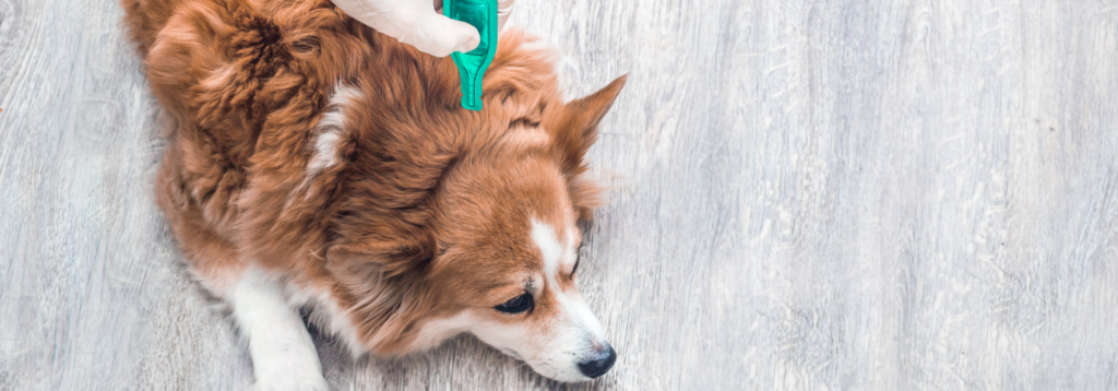 Dog receiving spot on treatment for parasites