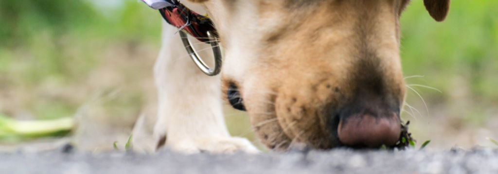 Vaccination: Dog sniffing ground