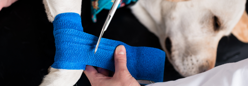 Common emergencies: dog having his leg bandaged