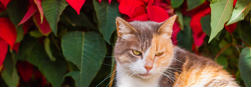 pet poisonings: cat sat by poinsettia