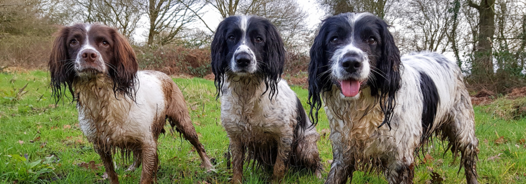 Alabama Rot: 3 muddy spaniels