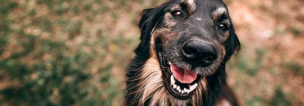 Sherborne Country Fair: dog with happy eyes
