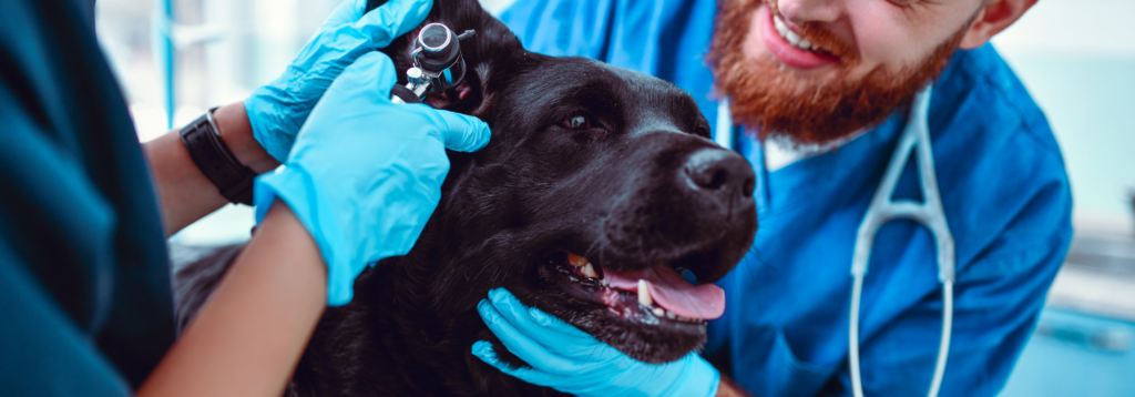 Veterinary specialists