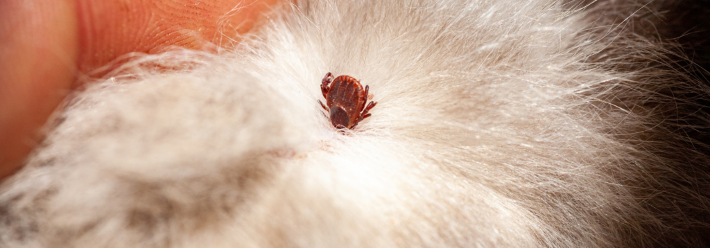 Tick burrowing into dog fur