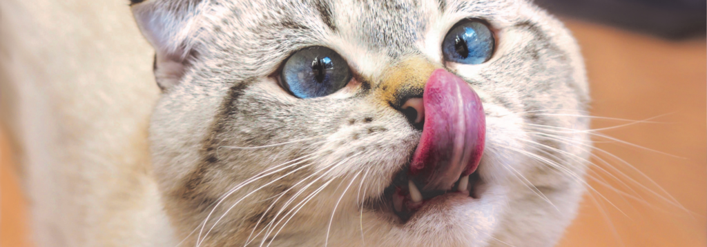 Pet vaccinations: Cat licking nose