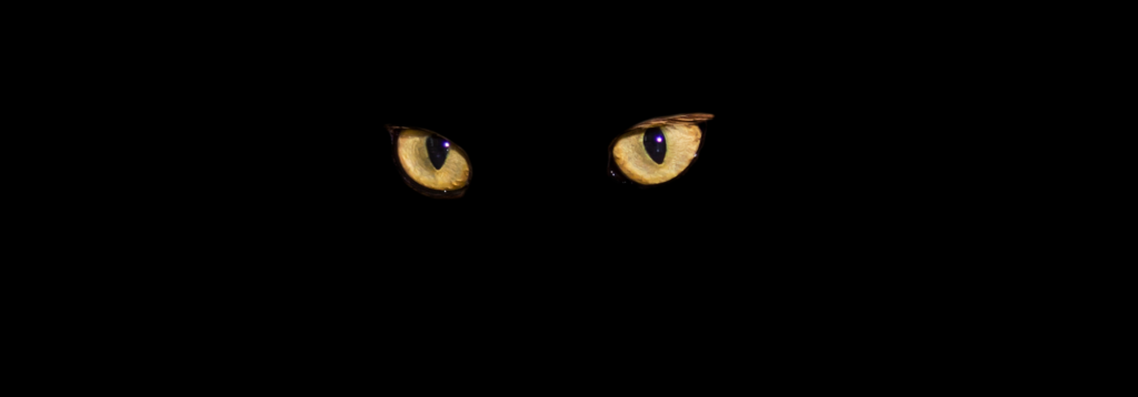 Dark days and long nights. Black cat at night