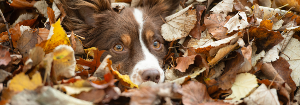 Autumnal dangers: dog in autumn leaf pile