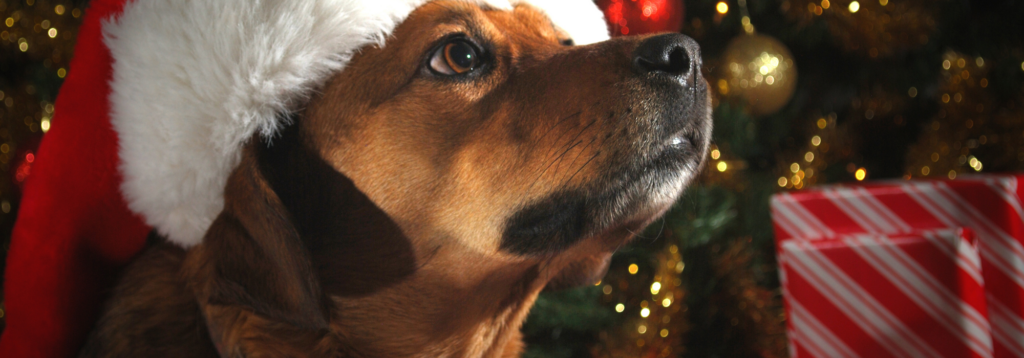 Dog and Christmas tree