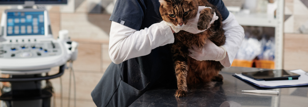 Open house: cat with vet in consulting room
