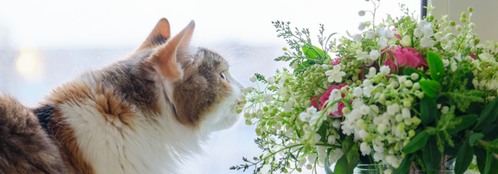 Vet's pets. Cat sniffing bouquet of flowers