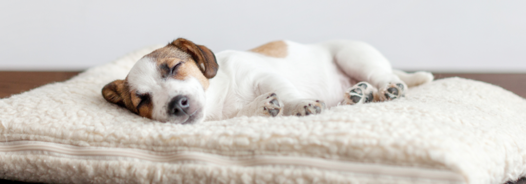 Choosing a dog. Puppy sleeping