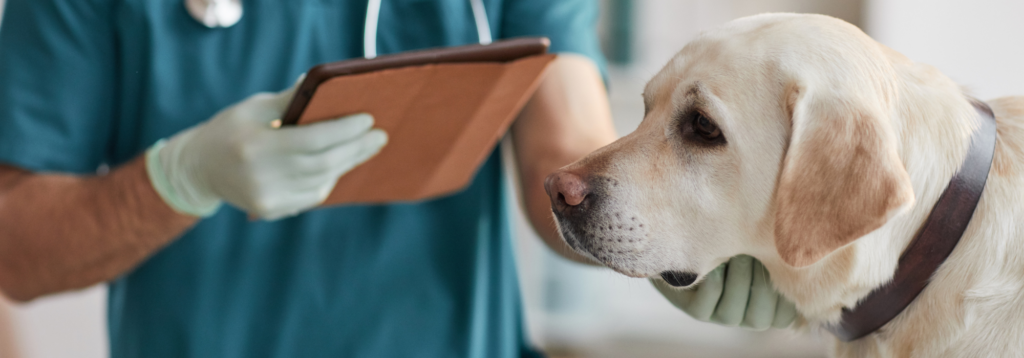 New vets join out team: vet and dog