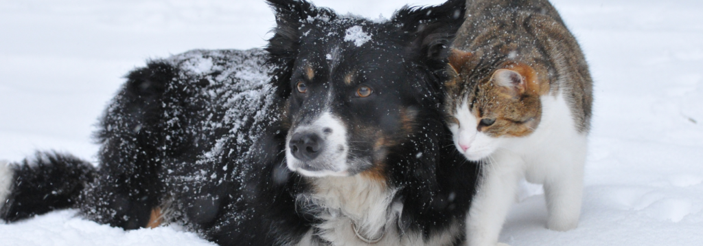 Christmas opening hours: dog and cat in snow