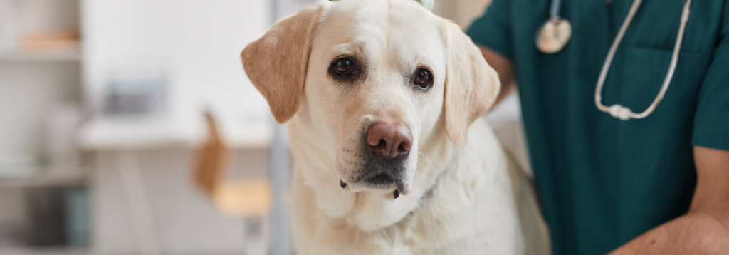 Pet Health Plan: Dog with vet