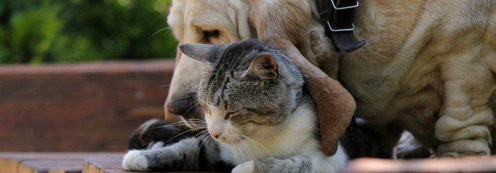 Responding to change. Dog sniffing cat
