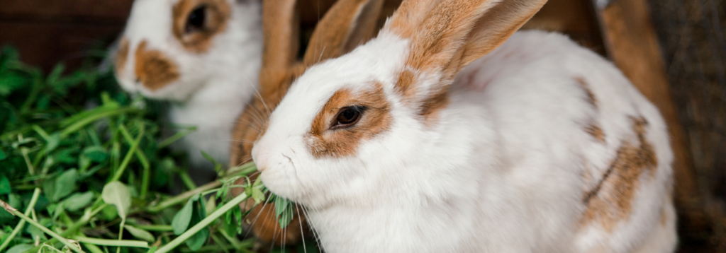 Pet's diet: Rabbits eating
