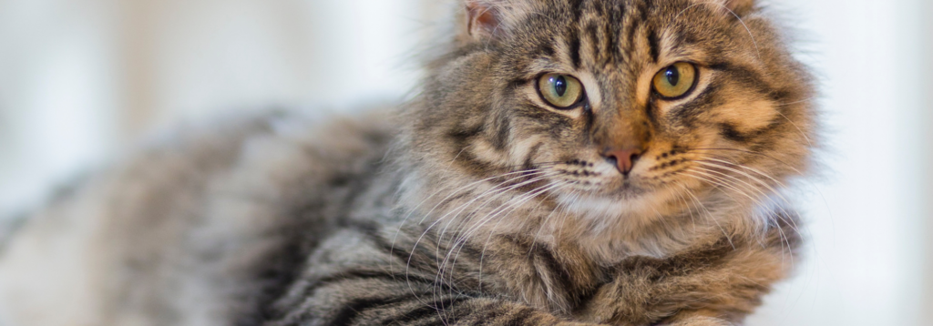 Cat looking at camera. Cats and dogs