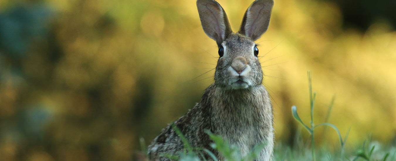 rabbit out in the wild