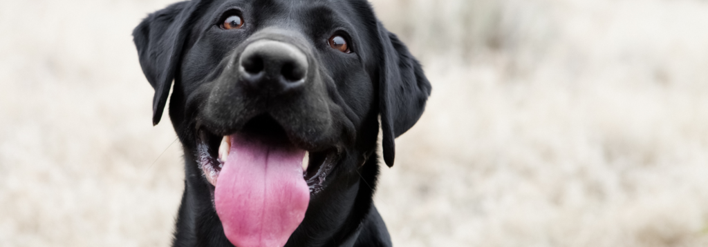 Emergency service: Happy labrador dog
