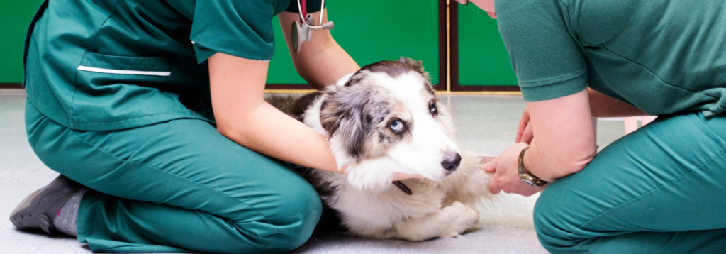 Veterinary practice news: Vet nurses with collie