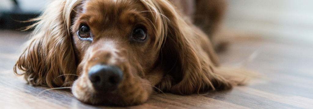 Sad looking dog laying on floor - Cardiology issue underlying