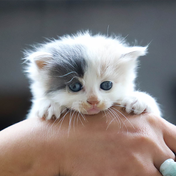 Kitten at cat friendly clinic