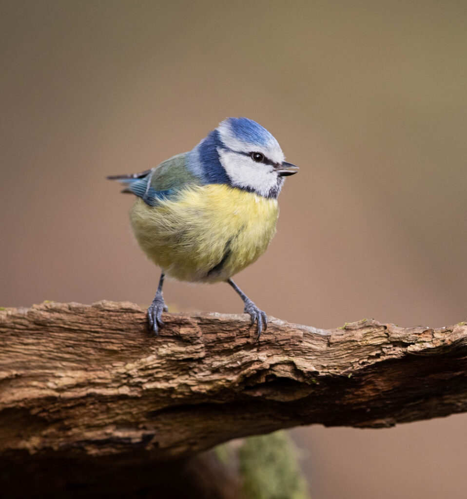 Blue tit