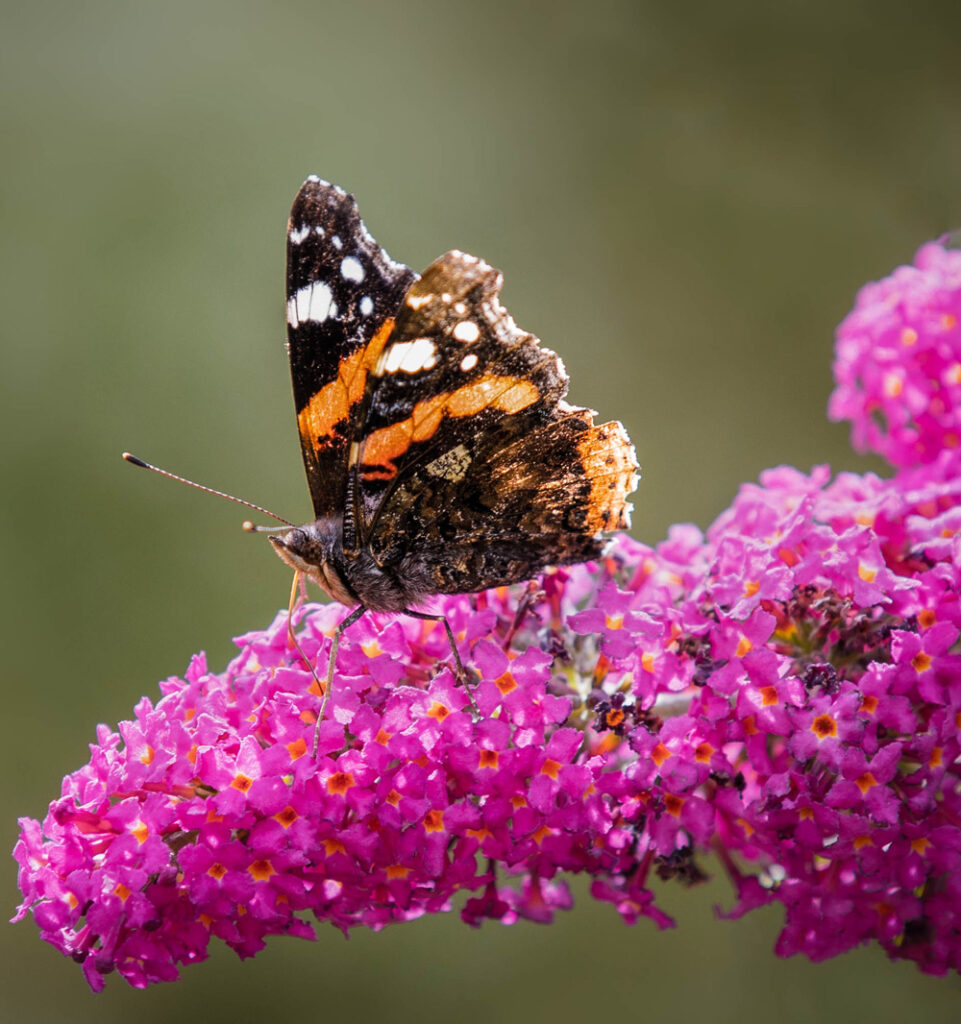 Butterfly sustainability