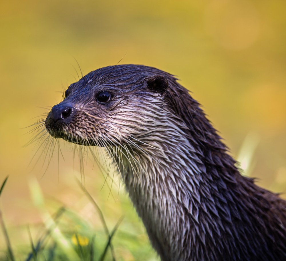 Otter sustainability
