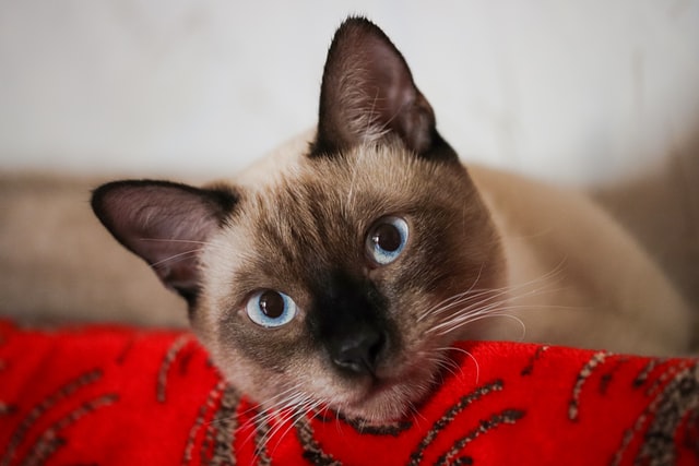 Siamese cat