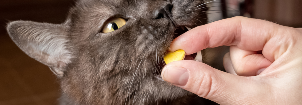Pets and the environment. Cat worming tablet