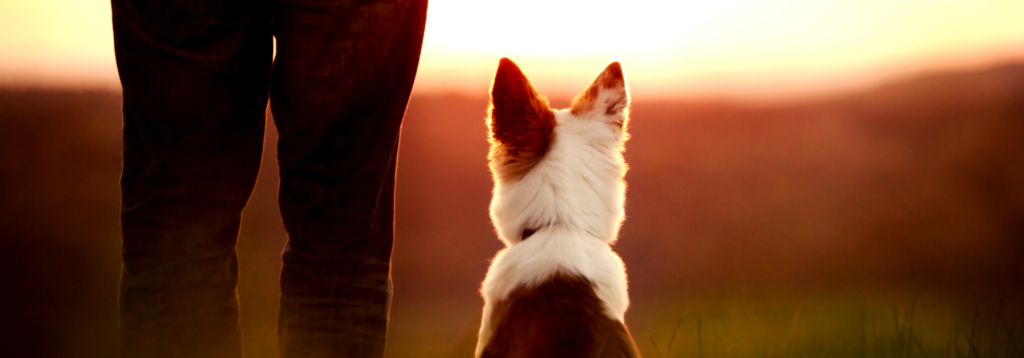 Saying goodbye: Dog sat with owner at sunset