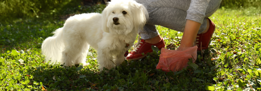 Parasites. Pet owner picking up dog poo