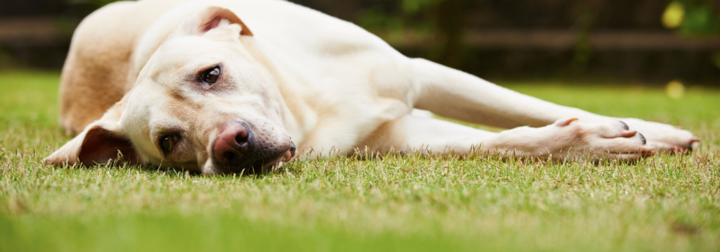 Is our pet in pain?
