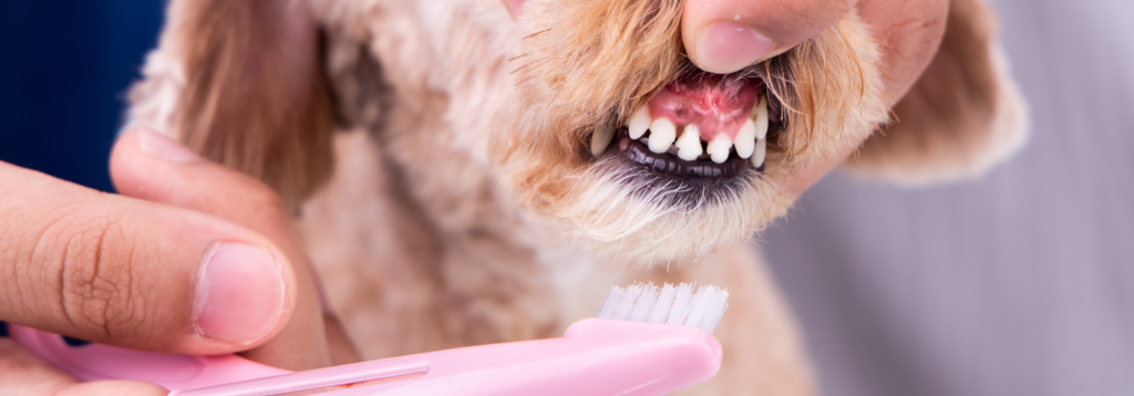 Pet dental health. Dog having his teeth brushed